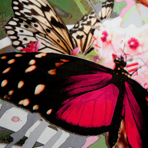 Botania Butterflies